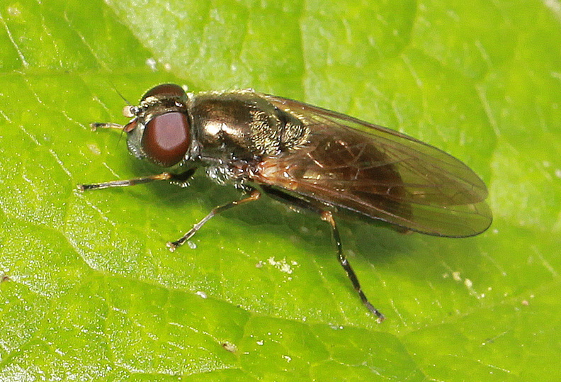 TQ0851 Sheepleas, Surrey.Would need microscopy to confirm
28.07.15 IMG_1456 Ch sp barbata RM f orant black hind leg SL.jpg